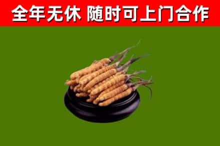 陵城回收冬虫夏草
